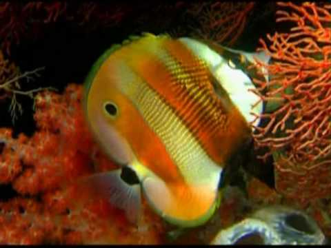 Leni Riefenstahl - Impressions of the Deep 3/4