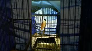 Download lagu cendet bongkar isian roll lovebird#short mp3 Download lagu cendet bongkar isian roll lovebird#short mp3