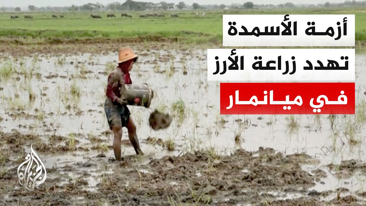 شح وغلاء السماد أزمة متفاقمة مع اقتراب موسم زراعة الأرز في ميانمار