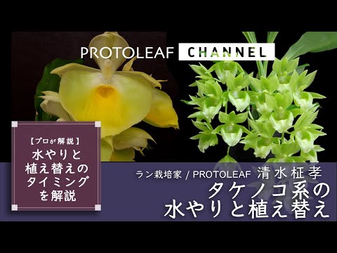 ミクロバトラケラ・カペンシスについて詳しく解説