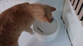 MISFANS Ceramic Cat Water Fountain Assembly REVIEW