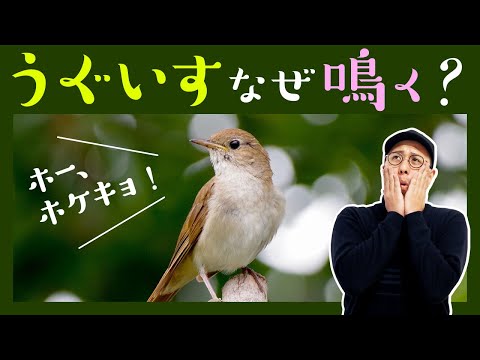 オリオラス oriolus 雄