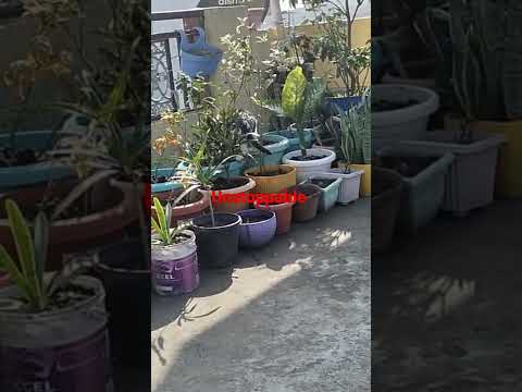 unstoppable cat miti #unstoppable #sia #cats #catvideos#trendingcat #trendingshorts #shorts