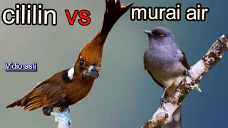 Download lagu CILILIN VS MURAI AIR 40 TEMBAKAN KASAR BERINGAS mp3