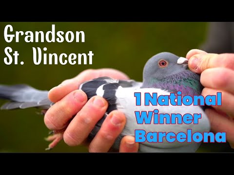 1st National Winner Of Barcelona International OLR | Amazing Racing Pigeon For Sale | Racer Kabutar