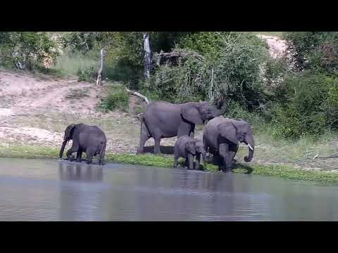 Djuma: Small Elephant group drinks at dam - 15:38 - 12/27/2022