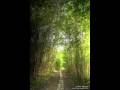 Ensiferum Tears