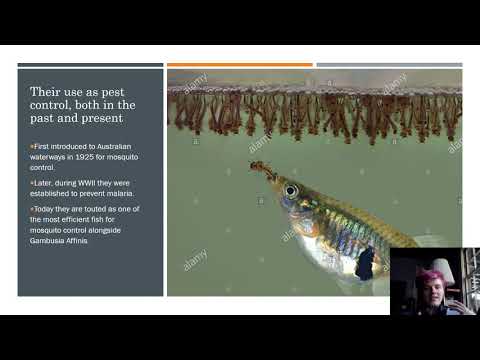 Gambusia Holbrooki as an Invasive Species in Australia