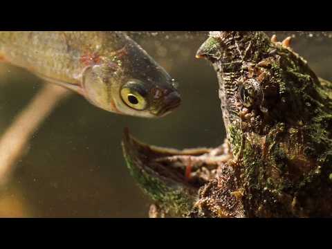 The Elusive 'Swamp Monsters' Of Louisiana | Our World