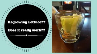 Regrowing Lettuce?