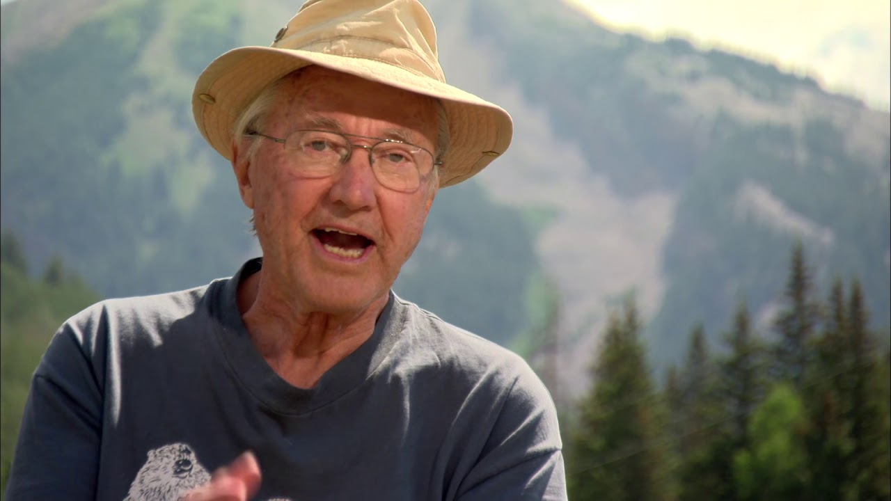 The Study of Groundhogs A Real Life Look at Marmots