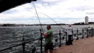 North Sydney, live yellowtail action!