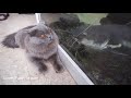 Cat Memes 2019 Cute Cat Videos Funny | Funny Pet Compilation