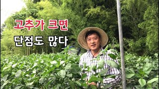 고추를 크게 키웠더니 단점이 많네요
