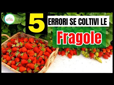 Strawberries - If You Grow Strawberries Don't Make These 5 MISTAKES