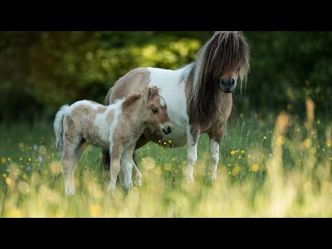 Abschied 🥲Was ist mit Hadassa und Decora passiert?