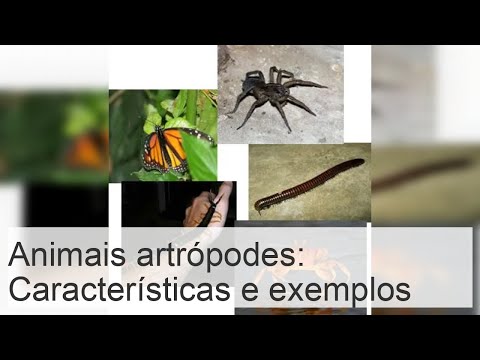 ANIMAIS ARTRÓPODES - O que são, características, classificação e exemplos?