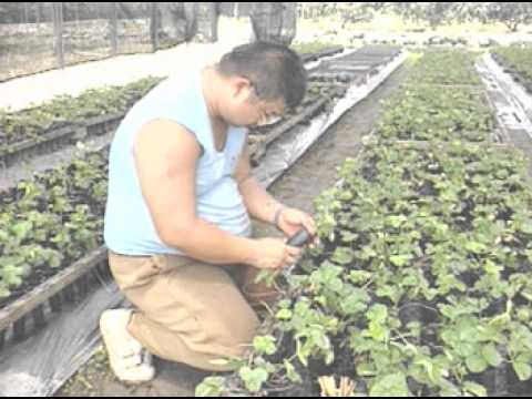 臺中區農業改良場-有機草莓之旅 台語