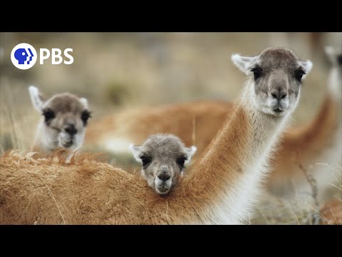 The Unique Birthing Ritual of Guanacos