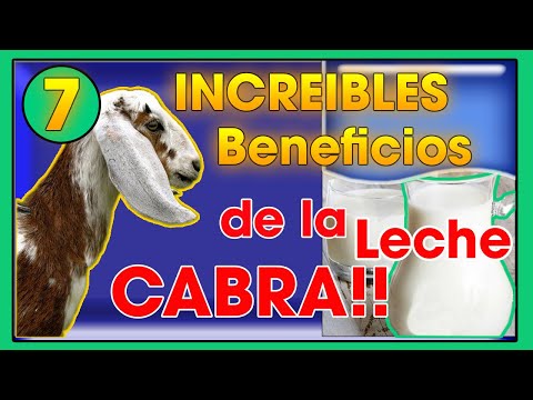 , title : 'LECHE de cabra 7 increíbles BENEFICIOS  de esta  | Ing. Jannin Hernández Blandón'