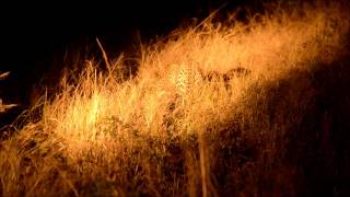 preview picture of video 'Leopards of Tintswalo. Beacon male leopard chasing a hyena away from his kill.'