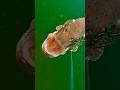 Video Thumbnail for Smile, you're on camera! ?? #Photography #Smile #Camera #shorts #pike #underwater