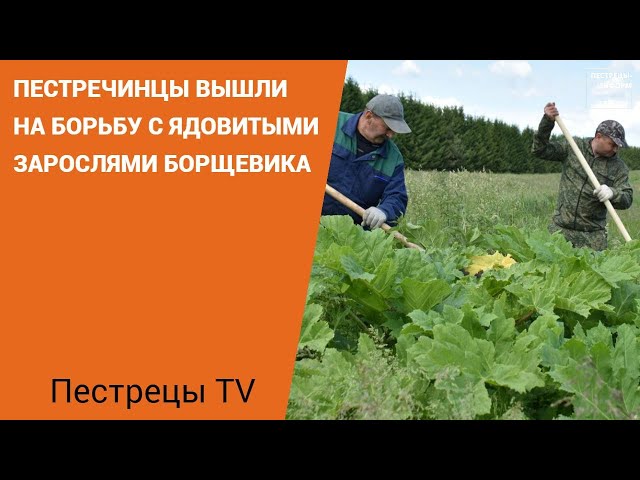 В Пестречинском районе продолжается борьба с борщевиком