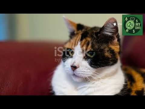 Wonderful world of Cats