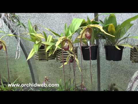 Orchid Web - Long Petaled Phragmipediums