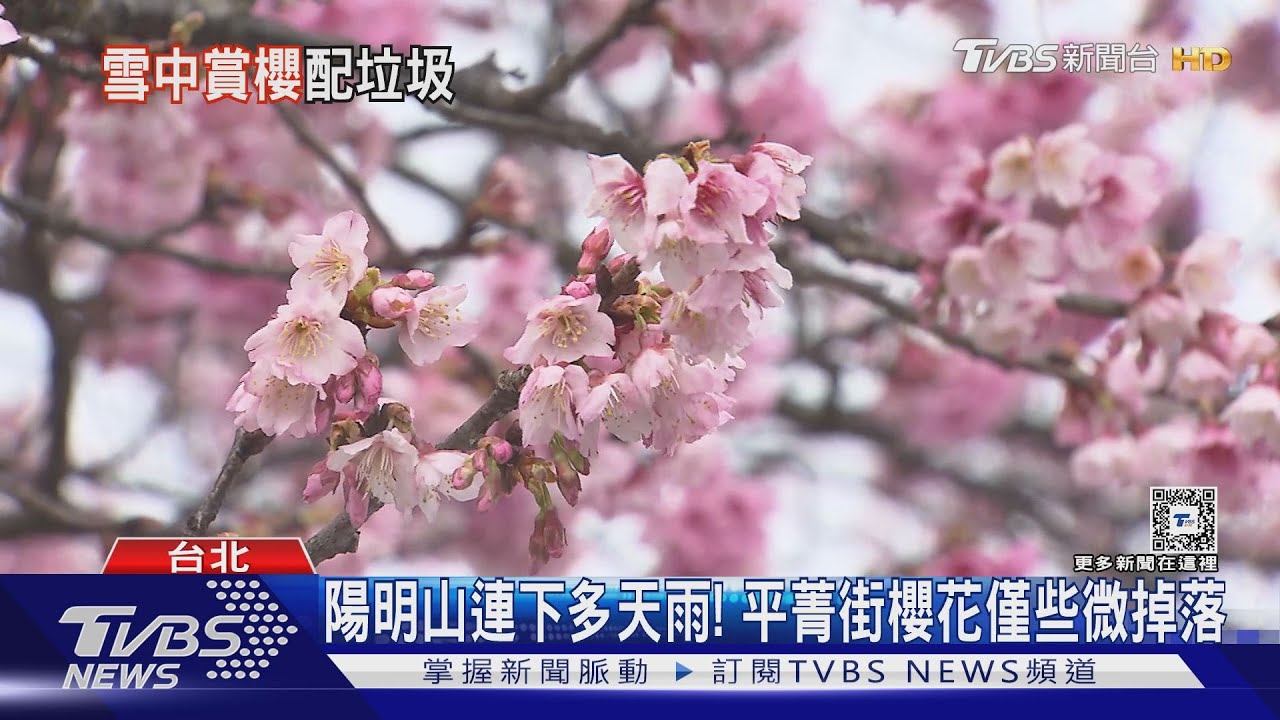 陽明山降雪商機! 半山腰餐廳訂滿破300人