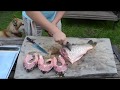 Рыба сазан, описание, места обитания и ловли, нерест
