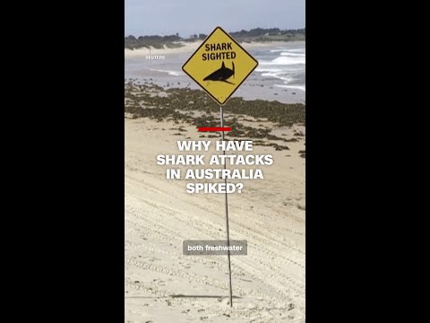 Why have shark attacks in Australia spiked?