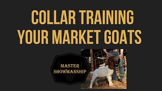 Collar Training Your Market Goats