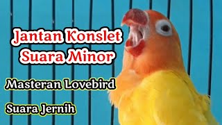Download lagu Masteran Lovebird jantan konslet suara minor mp3 Download lagu Masteran Lovebird jantan konslet suara minor mp3