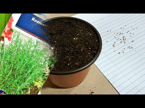 Rosemary seeds in Pakistan Rosemary seeds in Pakistan