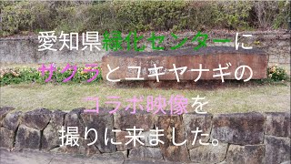 愛知緑化センターのサクラとユキヤナギです。