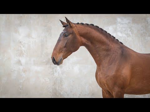 Horse for Sale |  Attractive piro free 3YO youngster by Escorial  (REF#712)