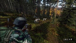 「Dayz」狼の出現率が上がってませんか？「PS5」