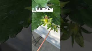 この蜂は仕事をしているのか？ #いちご #農協 #蜂