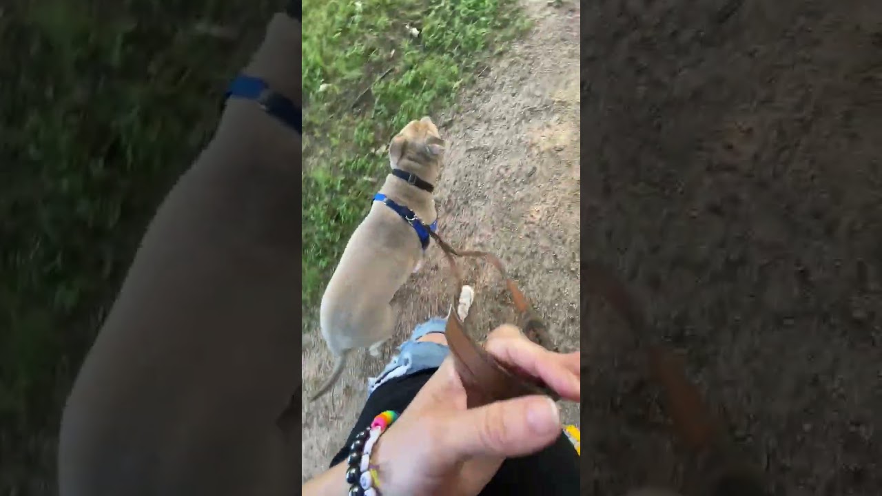Clubby, a Adoptable mixed breed in Austin, TX video 6/6