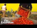 How The Italian Mafia Makes Millions From Tinned Tomatoes