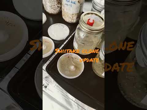 Shiitake Mushroom Cloning UPDATE #gordonlightfoot #mushroom #cultivation #mycelium #agar #cloning