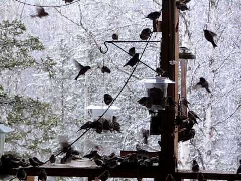 153 Redpolls - the Movie.AVI