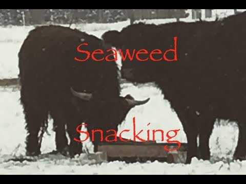 Supplementing with Seaweed: ABC acres- episode #119