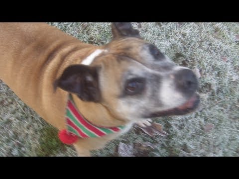 Wotzit Staffie pensioner.