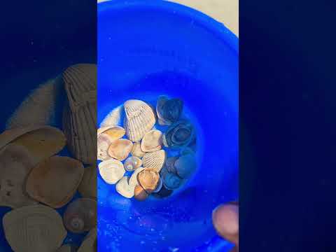 # Snail # Beautiful Ocean # Perdido Key Beach