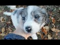 Newfypoo dogs for sale: Isabella - Video 2