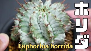 Euphorbia horrida ユーフォルビア ホリダ [Variety of succulents introduction]