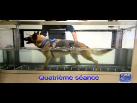 comment soulager la dysplasie du chien