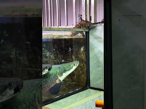 巨骨舌鱼 #养鱼日记 #豹猫 #crocodile #饲养员日常